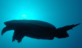 Say hello to Mr Loggerhead.