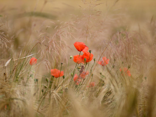 Mohnblume im Weizenfeld