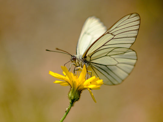 Baum-Weissling im Fürstenwald