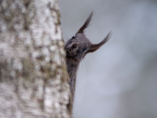Hallo, ... wer stört denn da ...