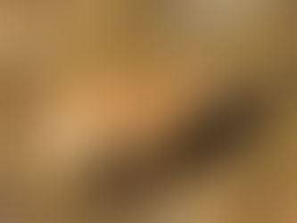 Steinböcke und Adler am Calanda