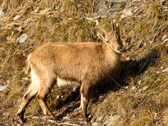 Steinböcke und Adler am Calanda