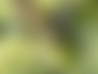 Falter in der Rheinschlucht