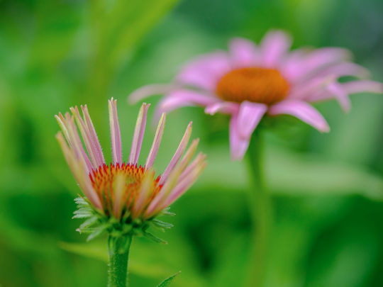 Sonnenhut im Garten ...