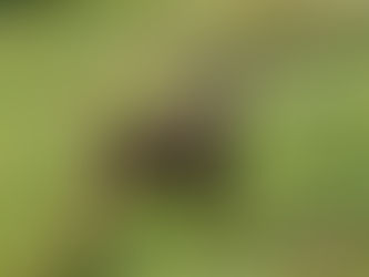 Bei Föhnsturm auf der Luzisteig