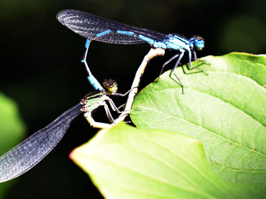 (4) Sichenstuden bei Jenins
