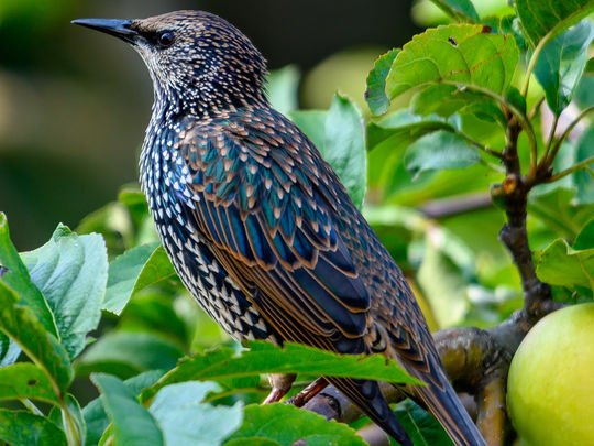 Der "Star" in Garten