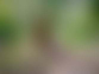 Streifzug durch den Wald bei "Ils Aults / Domat-Ems"