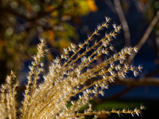 Im besten Licht ....