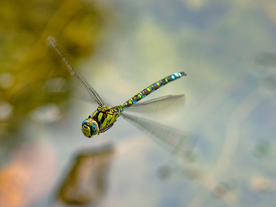 Im Flug erwischt ...