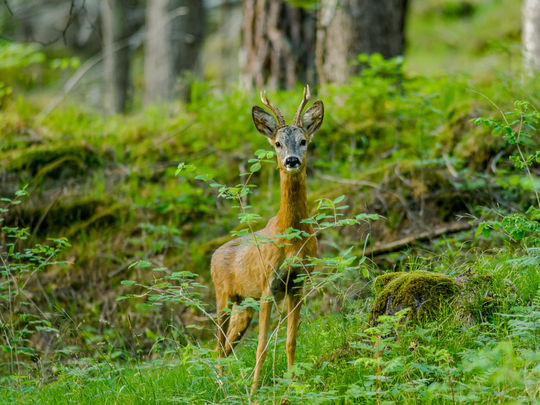 Es hat doch noch geklappt ....