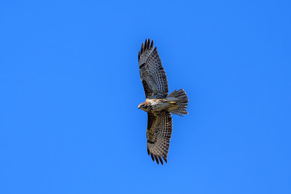 Mäusebussard am Calanda