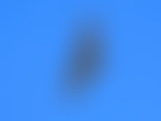 Mäusebussard auf der Katzenburg