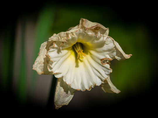 Mit dem Tele Makroaufnahmen