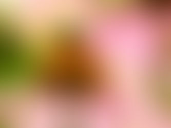 Hummel auf dem Sonnenhut