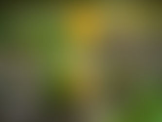 Erste Frühlingsboten im Garten....