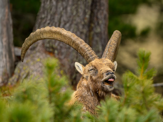 Auch Steinböcke sind mal müde....