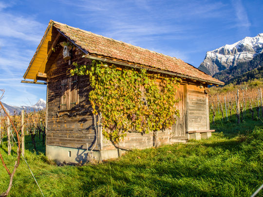 Sonntagmorgen im Wingert