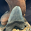 Thumbnail: Megalodon Tooth 4.09”