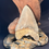 Thumbnail: Megalodon Tooth 4.15”