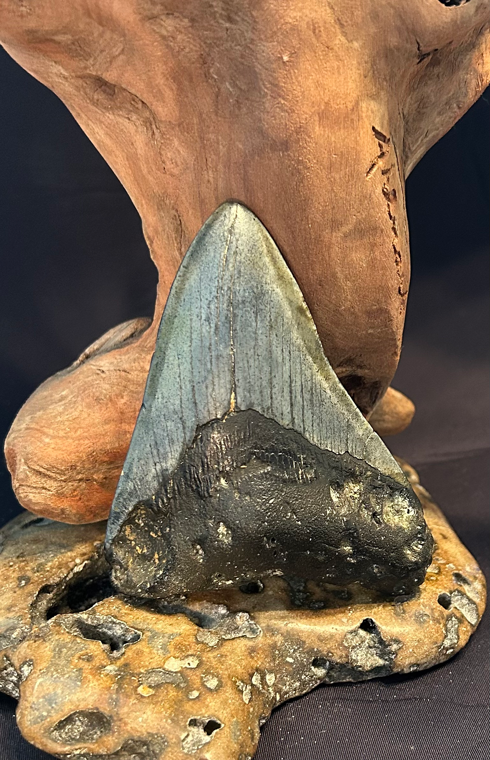 Thumbnail: Megalodon Tooth 4.11”