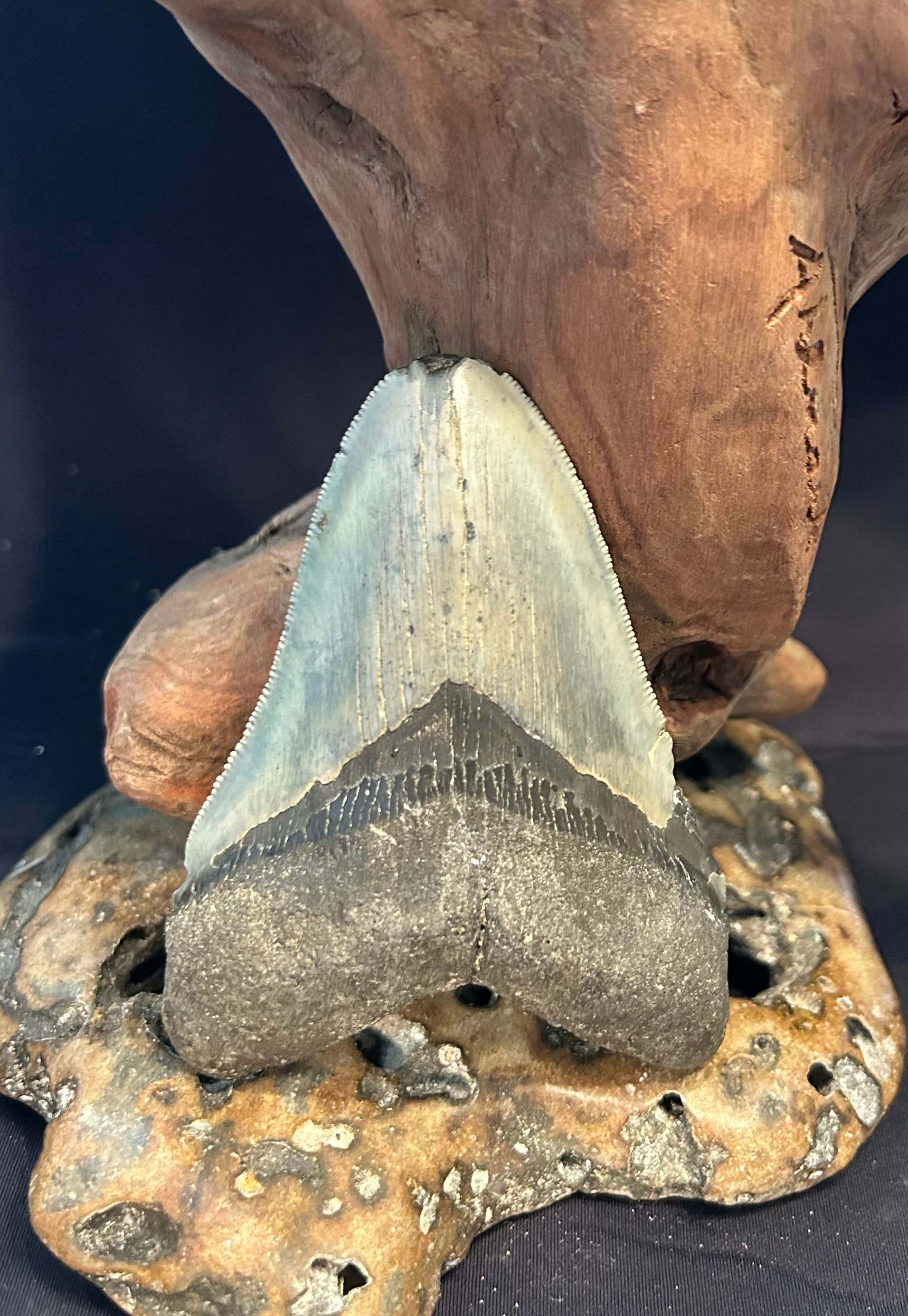 Megalodon Tooth 4.09”