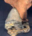 Megalodon Tooth 5.02”