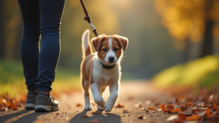 Rebuilding Trust: Effective Dog Training Techniques