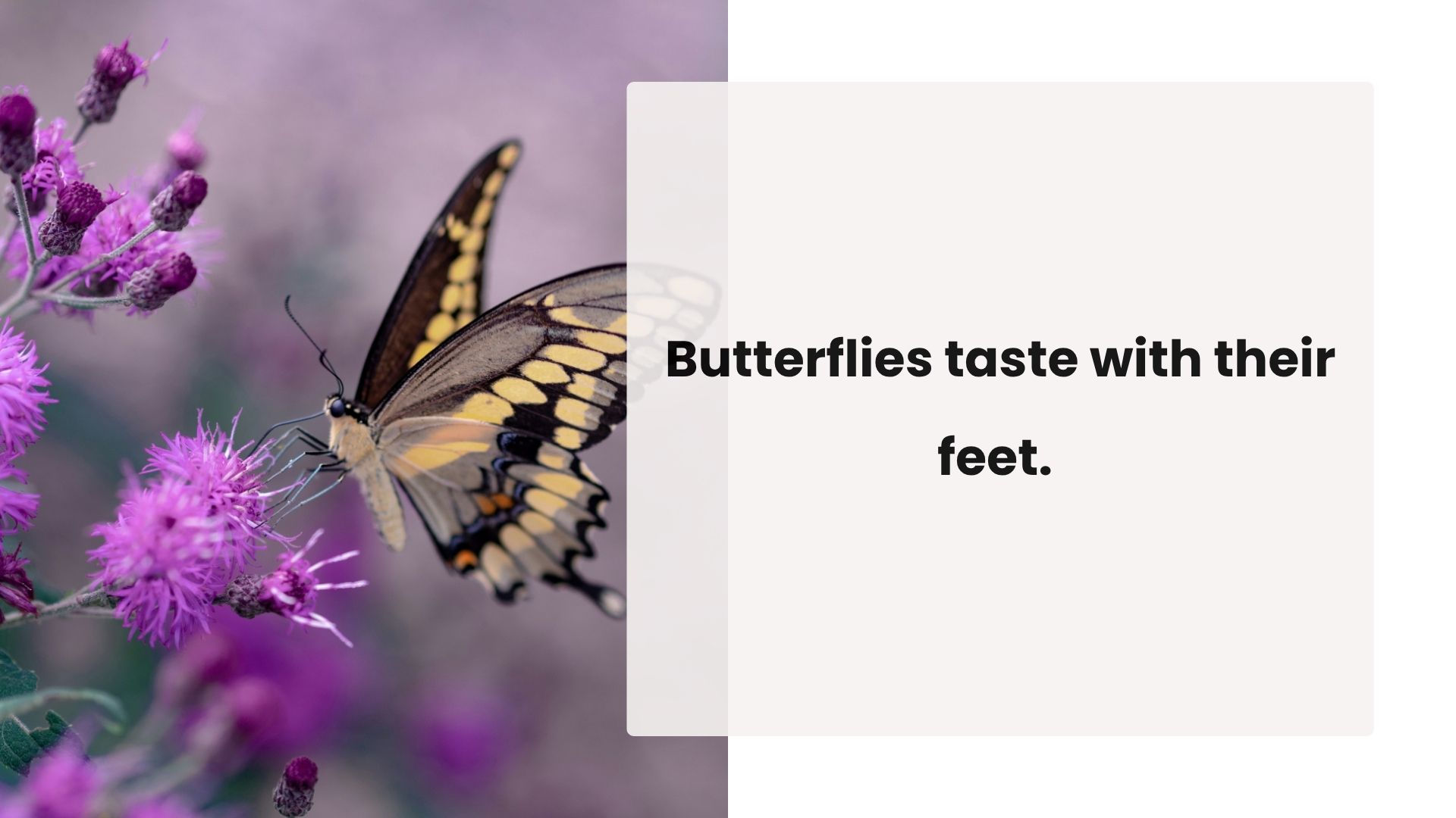 Butterfly on bright purple flowers with text: "TRUE! Butterflies have taste sensors on their feet, so they can taste leaves/flowers upon landing."