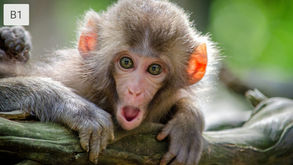 Young monkey with wide eyes and open mouth on a branch, surrounded by blurred green foliage. Bright, curious expression.