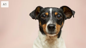 Close-up of a black and white dog with brown markings against a soft pink background. The dog looks calm and attentive. Text "A1" in corner.