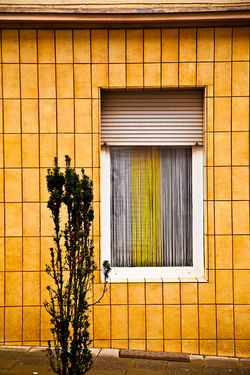 Window Yellow