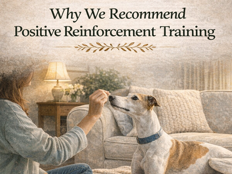 Training Your Rescue Dog