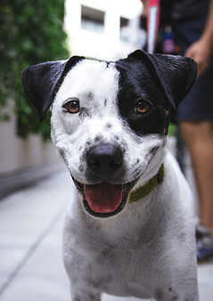 Happy Puppy