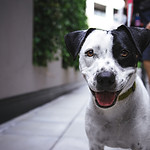 Filhote de cachorro feliz