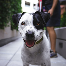 Happy Puppy