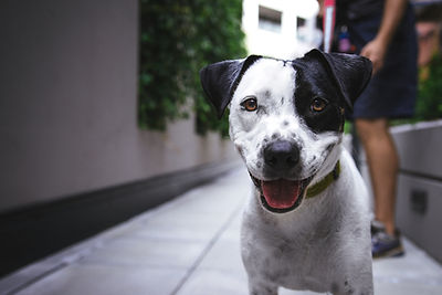 Happy Puppy