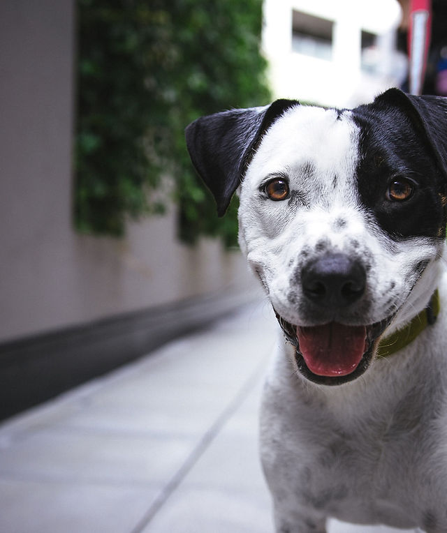 Pet Dentistry Fletcher Animal Hosptial Asheville NC