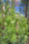 IMG_7146.jpg