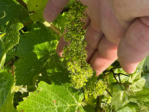 La floraison : dix jours pour comprendre le champagne