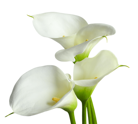 white calla lilies mockup