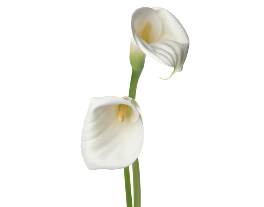 lily flower mockup