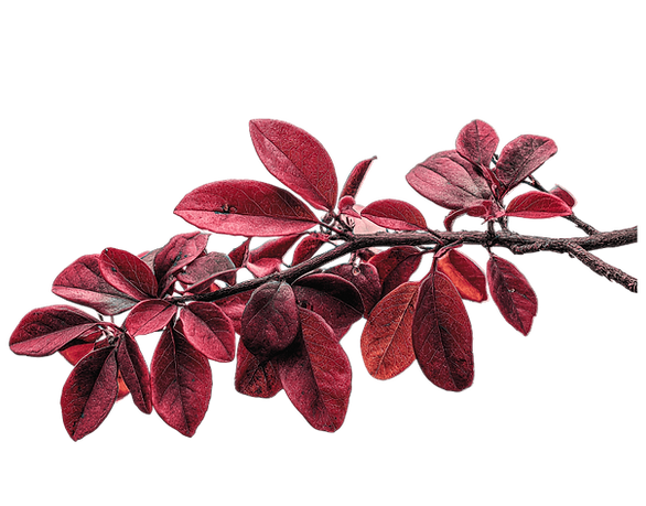 burgundy leaves mockup (2).png
