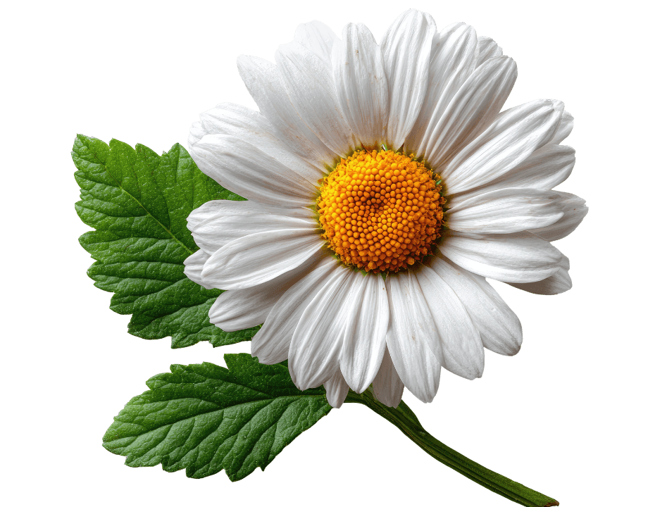 Chamomile flower mockup