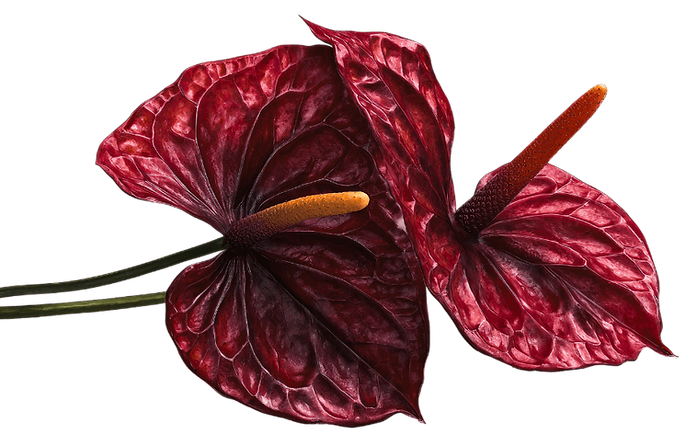 burgundy anthurium mockup