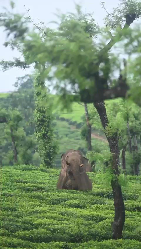 Thumbnail: Elephant moving through tea plantation highlighting commitment to wildlife protection and sustainable tea sourcing
