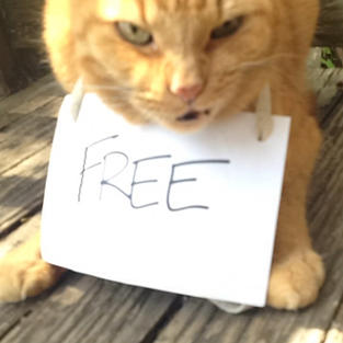 FREE