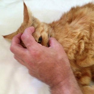 FACE-HUGGER I