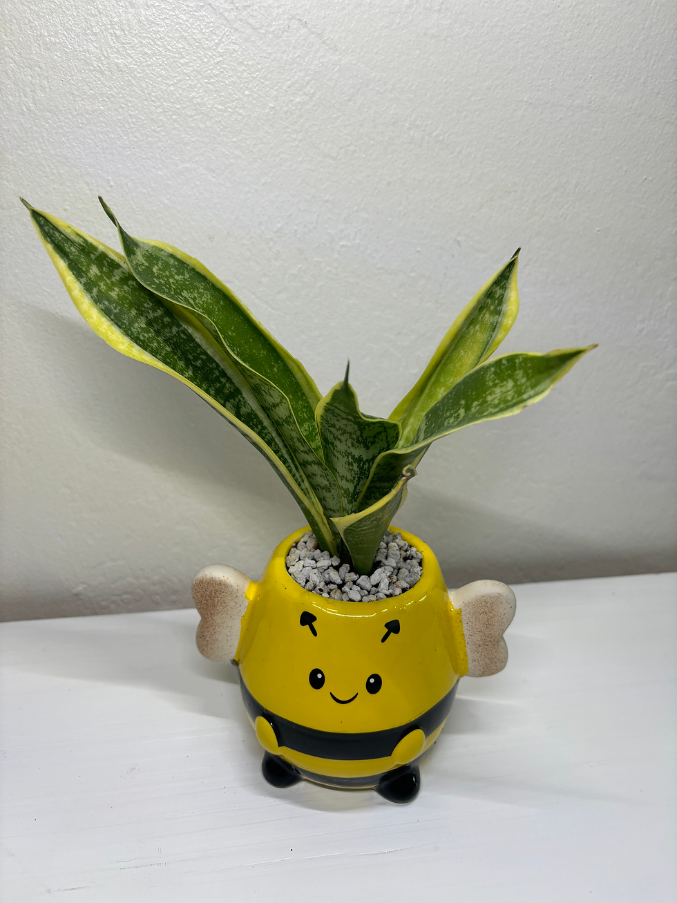 Thumbnail: Bumblebee porcelain planter with Snake plant and white rocks 
