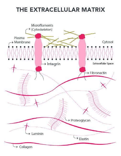 What Is So Special About The Extracellular Matrix